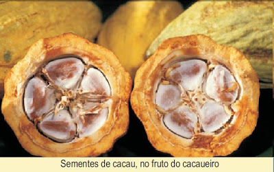 Saude - Chocolate cacau