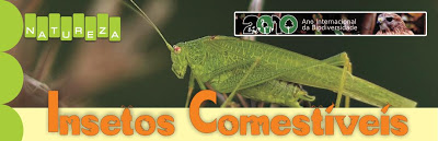 Natureza - Insetos Comestiveis