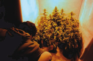 Maconha_liberação_legalizar_cultivo_liberada_gente_nova_uruguai_EUA_Colorado_turismo_01